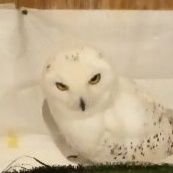 Jeffvandycks's profile picture. 