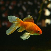 Praise My Freshwater Fish! (@pmyfrewaterfish) Twitter profile photo