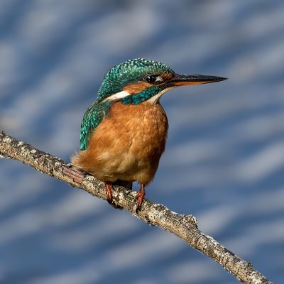 One of Hertfordshire's hidden secrets - a private nature reserve, home to a rich variety of wildlife including waterfowl, woodland birds, bats and butterflies.