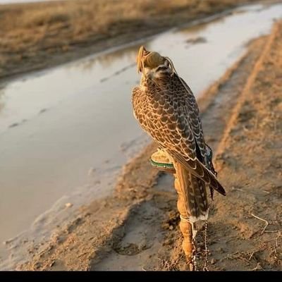 اذا صار العشك للبيع لا تعتب عله الشراي كثر الوم عل باعه