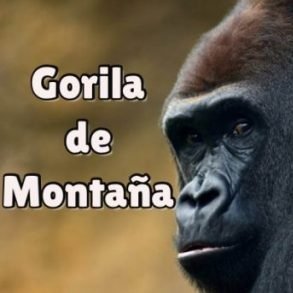 Por decir lo que pienso, sin pensar lo que digo, más de un beso me dieron y más de un bofetón 🇦🇷 🦍Gorila de Montaña 🦍🇦🇷 sigo al que me sigue🔁