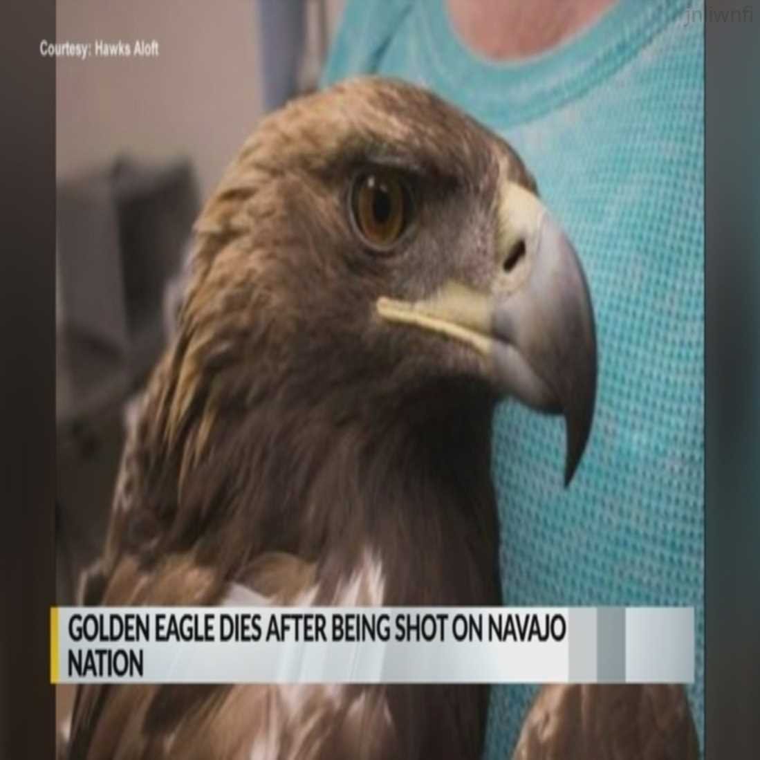 geartbolgbego's profile picture. 