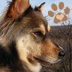 RescueAnimals Profile Picture