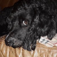 Alan (@alanofthe8015) 's Twitter Profile