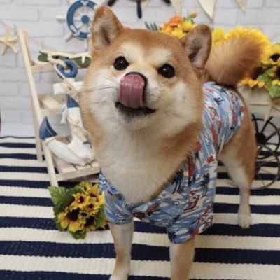 Bork Bork Bork//@DetectiveDoppo’s Dog//#BSDRP #MVRP Roleplay-Parody Account