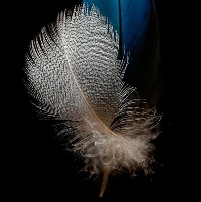 juste une plume