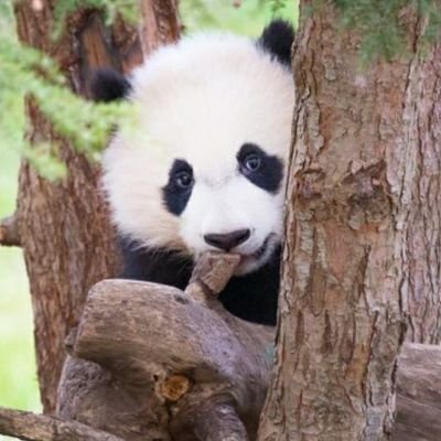 Sarcastic Panda 🐼