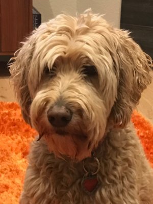 I like running with @grizfisher, pets, chasing rabbits, hikes, rawhides, Scoobysnacks, breakfast, dinner, and snacks. #labradoodle #CODogs #DogsofTwitter