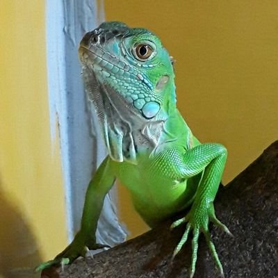 爬ちゅ系は皆んな好き💕小さきトカゲモドキ🦎を日々愛でてます🫰🏻 ᩚ実家でイグアナ🦖💕
えちぃ😮💨副業😮💨💸配ります系は即ブロックします⚠