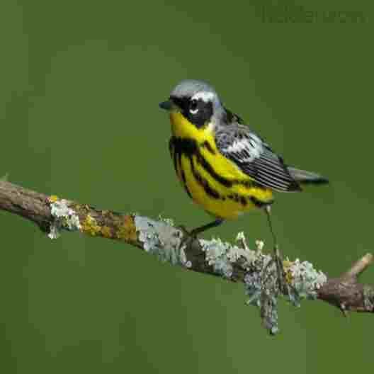 alprerquichi's profile picture. 