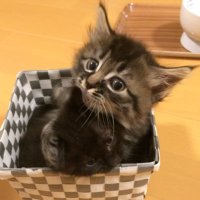 すがこ (@scioltotto) 's Twitter Profile
