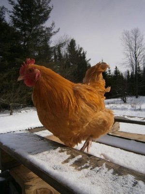 LittleGerry1's profile picture. Soy el campeón.