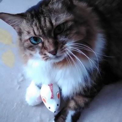 まるごところすけ🌾 (@KoroneKuro) / Posts / X