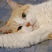 アンデルセン (@gdrkfpp2jah9hud) 's Twitter Profile