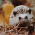 Praise My Hedgehog! (@pmyhedgehog) Twitter profile photo