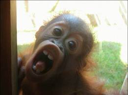 Chorradeitor's profile picture. No os aburráis más, ya he llegado! XD