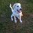 samantha_calise's profile image