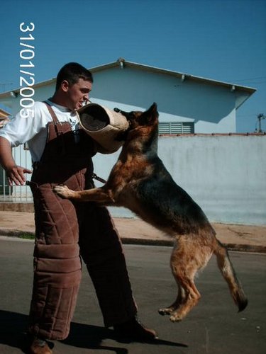 K9 na veia , k9 no coração, k9 FOREVER.