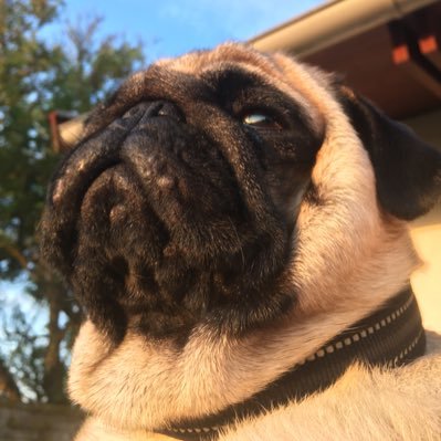 schjordee's profile picture. Master Cultist of the Intergalactic Bean Order