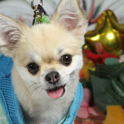 元保護犬チワワ、ルゥくんです(^^)可愛い子みるとフォローします😆無言フォローお許しください❣️ペットショップじゃなくて、保護犬・猫ちゃんという選択肢が少しでも広まっていけたらという思いです。 保護犬チワワYouTubeはこちら→https://t.co/pGf4oJKOza