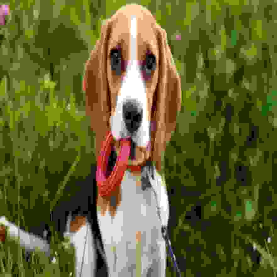 tiodreamunam's profile picture. 