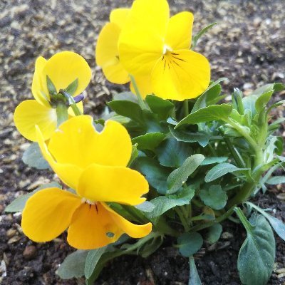クローバーの会 やまがた フリースペース Cloverfreespace Twitter