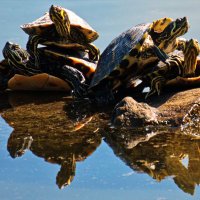 Tons o' Turtles (@tonsoturtles) 's Twitter Profile