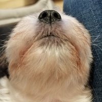 Puppy-pandemonium(@Puppypandemoni1) 's Twitter Profile Photo