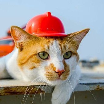 kot_mostik's profile picture. Крым-Россия, Крымский мост - люблю!