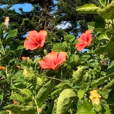 タイ🇹🇭から日本🇯🇵に一時帰国。 気になる事をつぶやきます☺️