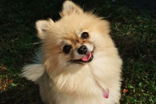 pommieLayce's profile picture. I'm Layce! I'm a five pound fireball. I'm super friendly! I love friends.