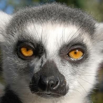 the Critical Lemur