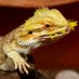 Fierce Bearded Dragons! (@fierceBDragons) Twitter profile photo