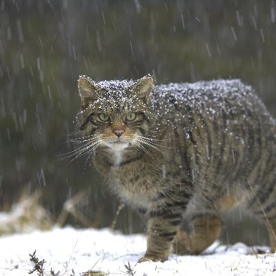 Anarchil1's profile picture. ANZ's second greatest never was. Gamer and philosopher.