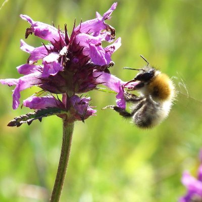 Somerset Pollinator Action Plan twitter feed. Providing updates on projects and actions, and showcasing the wonderful diversity of Somerset's pollinators.