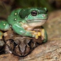 Friendly Frogs! (@friendlyfrogs_) 's Twitter Profile