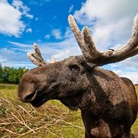 The Beery Moose (@beery_moose) 's Twitter Profile