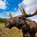 The Beery Moose (@beery_moose) Twitter profile photo