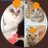 りんご猫たねたねのアイコン