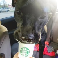 Loki: SHS Therapy Dog (@loki_phdog) 's Twitter Profile