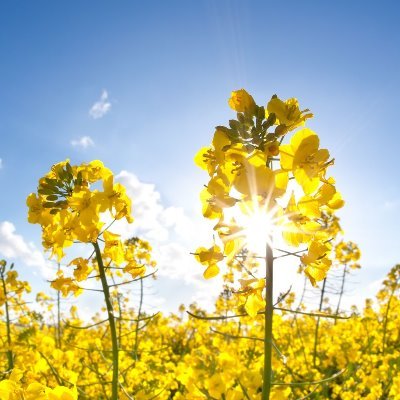Family Operated Business
Crop Inputs Sales & Services
Farm King Equipment & Alpine Dealer