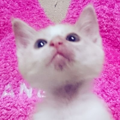 🐨ねむいる🐨さんのプロフィール画像