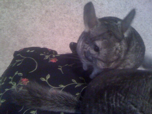 fuzzyotter's profile picture. Sciency artsy lady