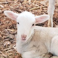 Shepherd's Way Farms (@shepswayfarms) 's Twitter Profile