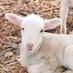 Shepherd's Way Farms (@shepswayfarms) Twitter profile photo Shepherd's Way Farms (@shepswayfarms) Twitter profile photo