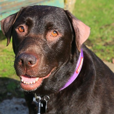 Adorable Chocolate Lab, my humum thinks I'm bonkers, I love food, walkies and sniffing everything. I'm a bin raider as well. I now have a PA who twoofs for me!