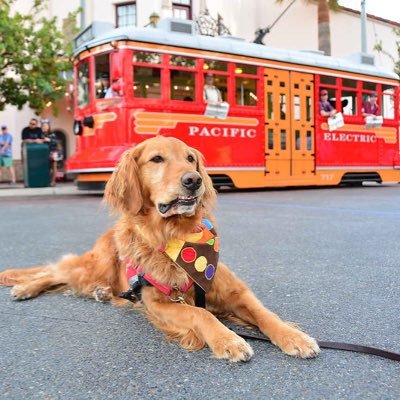 herodogsyork's profile picture. Hey, I'm Hero Dog York! I'm a service dog for a Marine Corps GySgt Veteran. I'm stubborn, have a great sense of humor, and love my job/veteran.