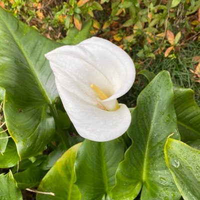 mimisangogo1's profile picture. 新しい地図とSMAPとNAKAMAが大好きです。