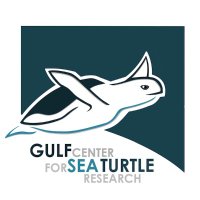 Gulf Center for Sea Turtle Research(@SeaTurtleCenter) 's Twitter Profile Photo
