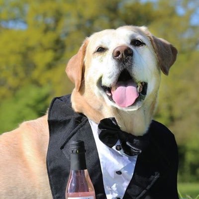 Ex-newsdesker now in military charity comms. Royal Navy parent and long-suffering dogparent to Newspup Nelson. Navigating widowhood.